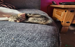 Mixed Breed cats for sale: Kittens for sale  - Advert 2