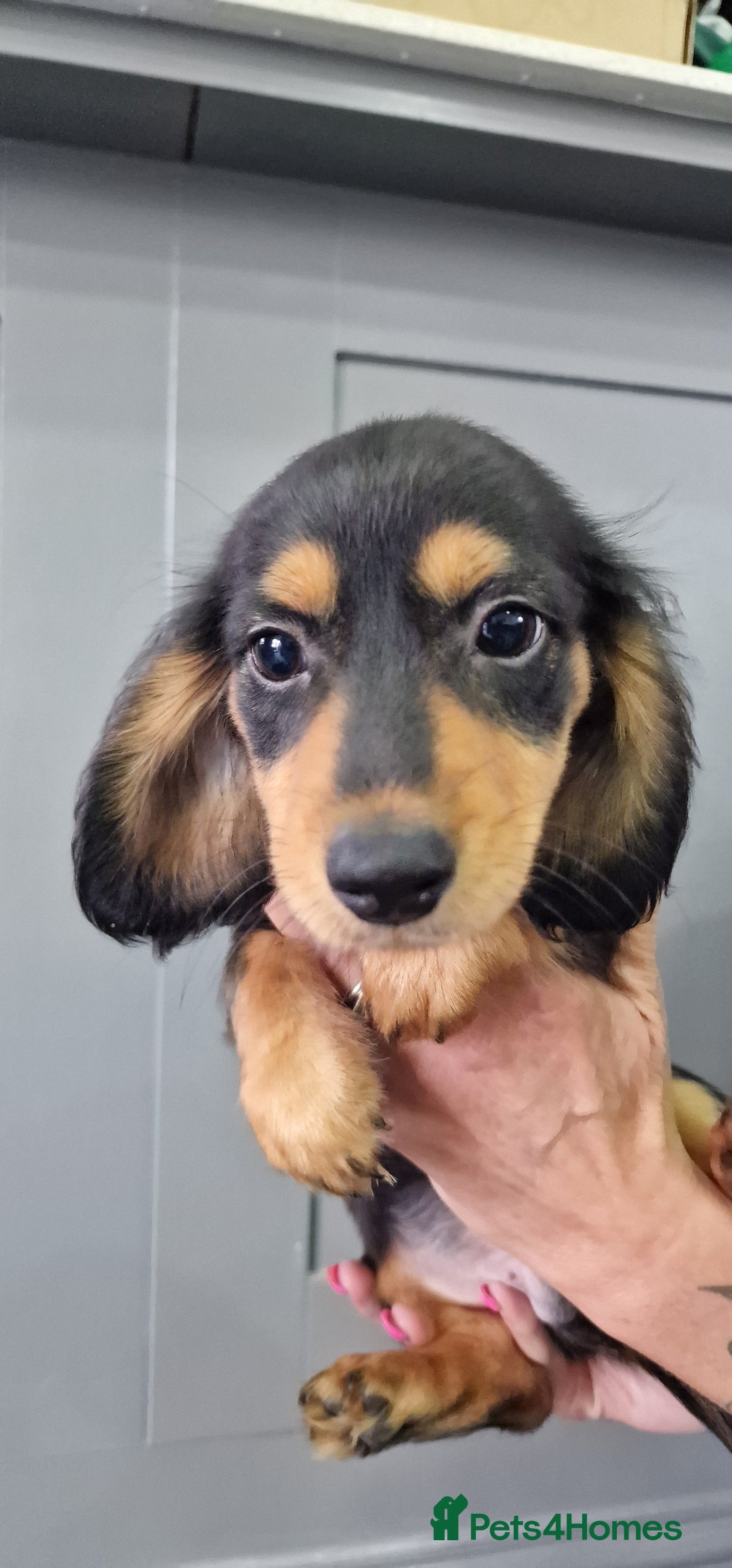 Miniature Dachshund dogs for sale: LAST TWO GORGEOUS MINIATURE DACHSHUNDS - Advert 23