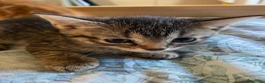 Tabby Girl - Little One