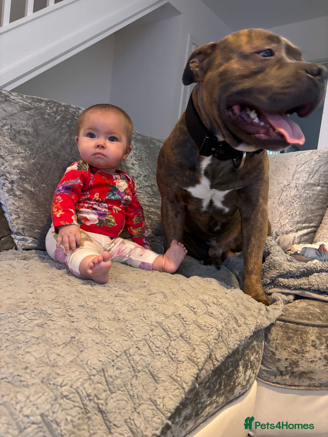 Mixed Breed dogs for sale: Hiya my name is tank - Advert 4