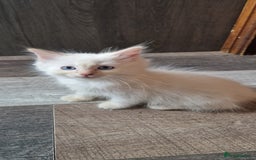 Ragdoll cats for sale: Fully vaccinated Ragdoll kittens ready now - Image 18