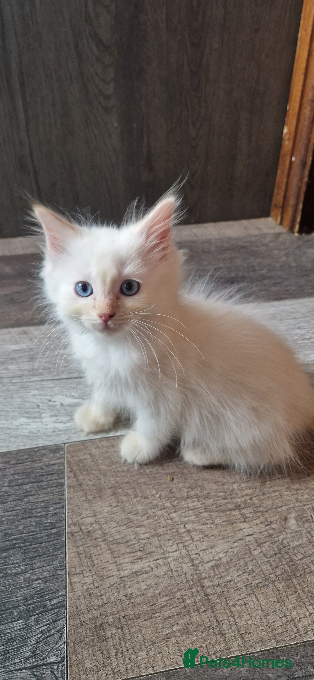Ragdoll cats for sale: Fully vaccinated Ragdoll kittens ready now - Image 18