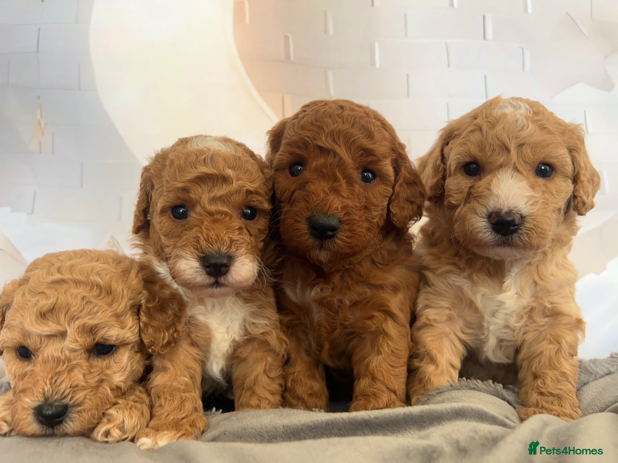 Toy Poodle dogs Outstanding Toy Poodles - KC registered - Advert 1