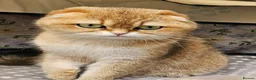 Mixed Breed cats for sale: scottish fold and british shorthair mix kittens - Advert 2
