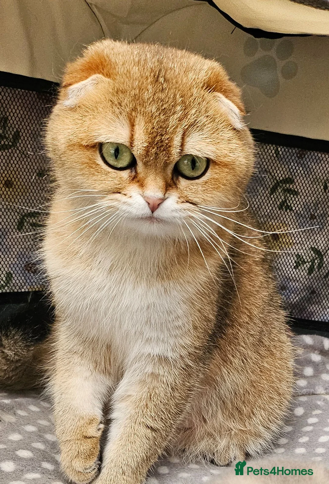 Mixed Breed cats for sale: scottish fold and british shorthair mix kittens - Advert 2