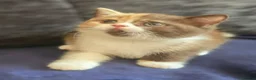 British Shorthair cats for sale: Stunning British Shorthaired GCCF Registered - Advert 21