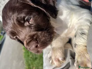 English Springer Spaniel dogs KC reg Springer Spaniel BOYS - Advert 16
