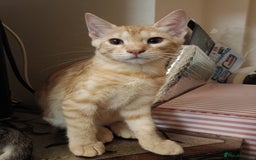 Domestic Shorthair cats for sale: Kittens Ready Now All Colours - Image 11