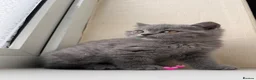 Scottish Fold cats for sale: Lovely Scottish fold/straight Kittens  - Advert 8