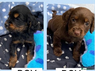 Cocker Spaniel dogs - Advert 4