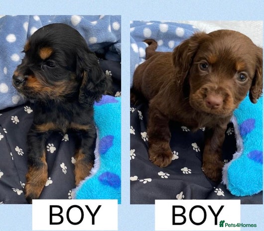 Cocker Spaniel dogs - Advert 1