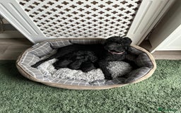 Miniature Poodle dogs for sale: Signature Miniature Poodle Puppies - Image 5