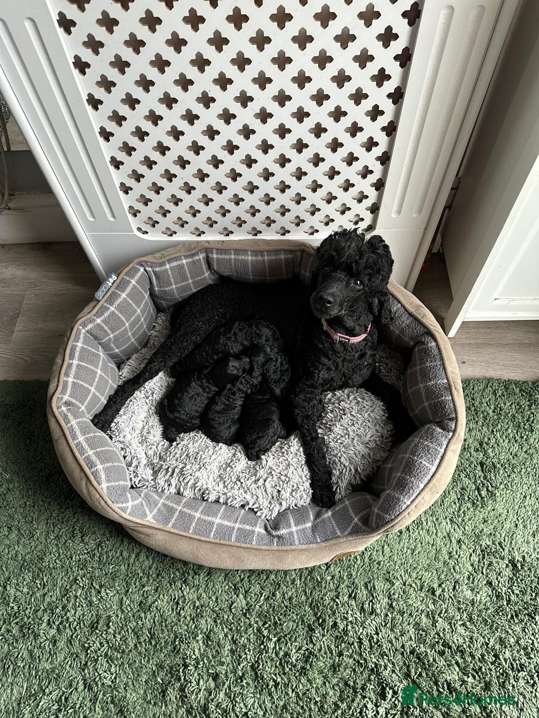 Miniature Poodle dogs for sale: Signature Miniature Poodle Puppies - Image 5