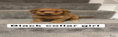 Cockapoo 9
