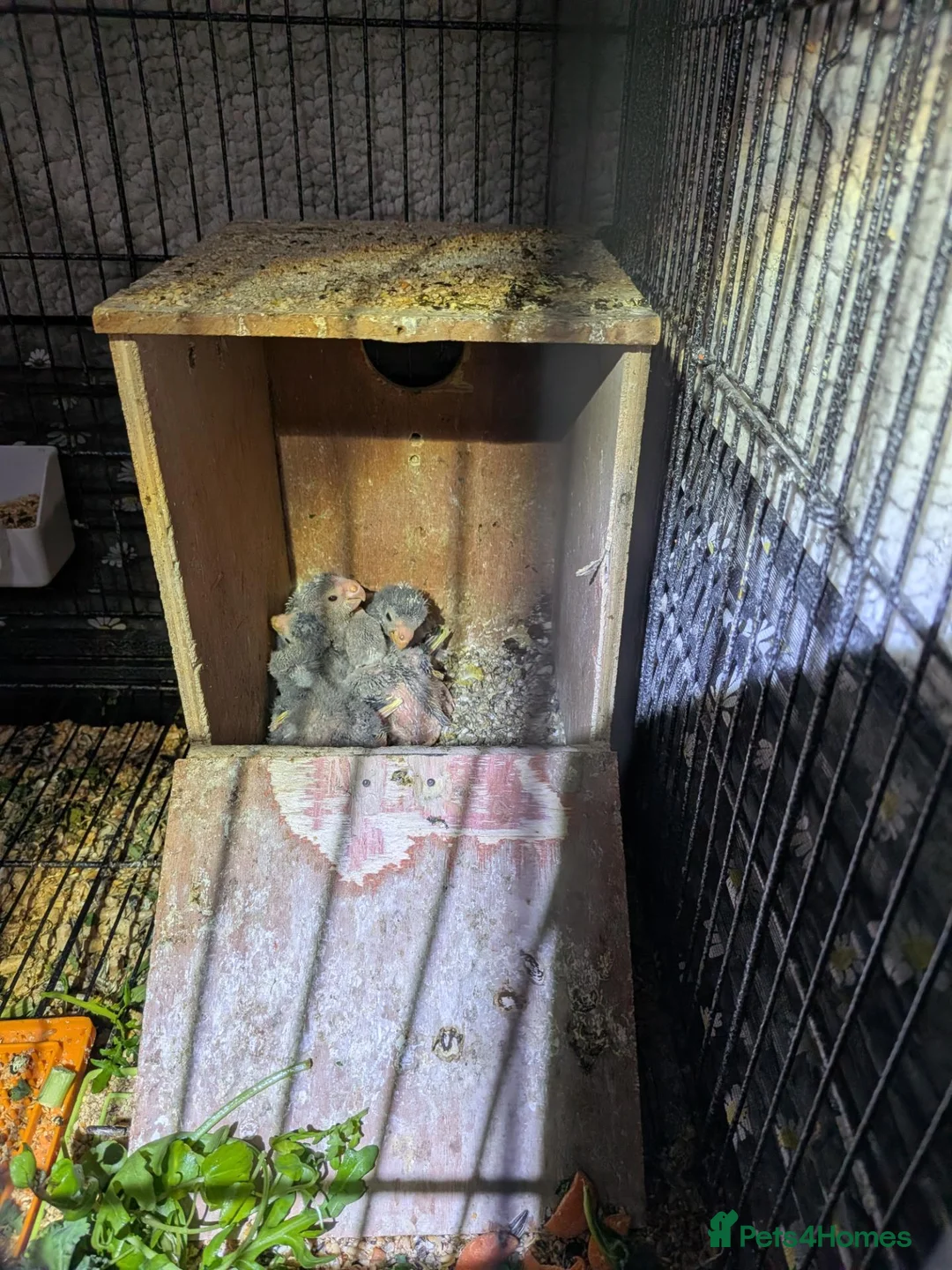 Parrots birds for sale: Baby kakarikis (small parrot) - Advert 3