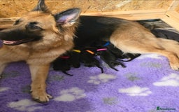 German Shepherd dogs for sale: German Shepherd Puppies Fluffy & Chunky  - Image 8