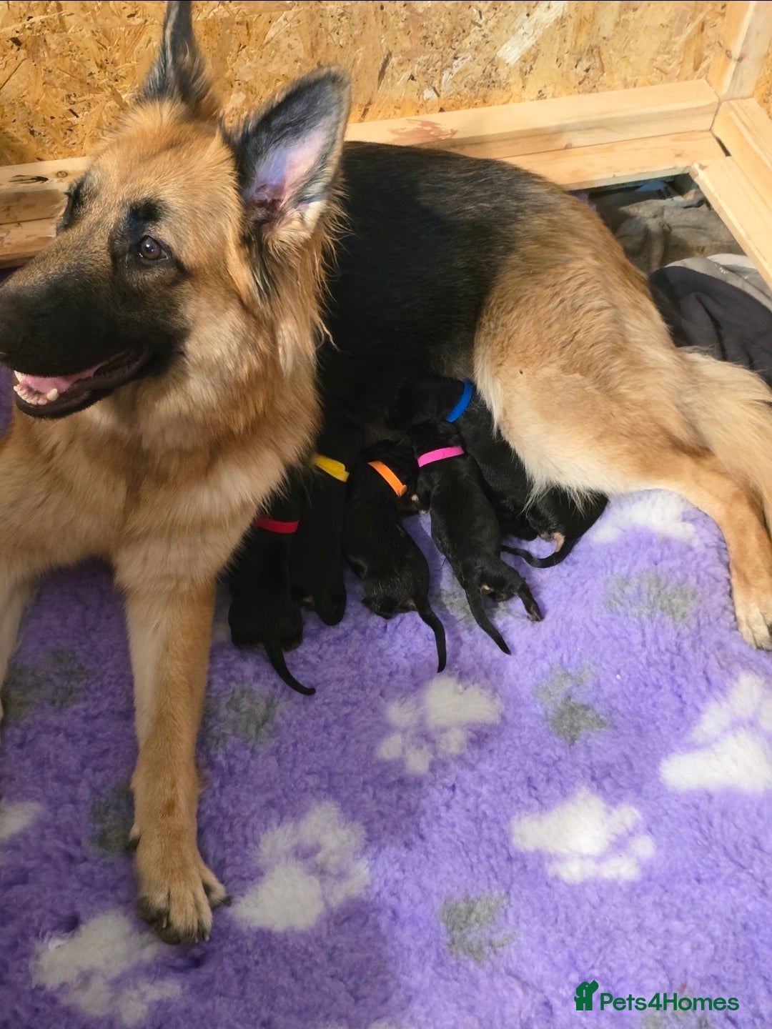 German Shepherd dogs for sale: German Shepherd Puppies Fluffy & Chunky  - Image 8