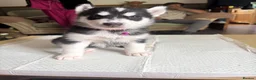 Siberian Husky dogs for sale: Adorable Siberian huskies (Artic Dreams) - Advert 6