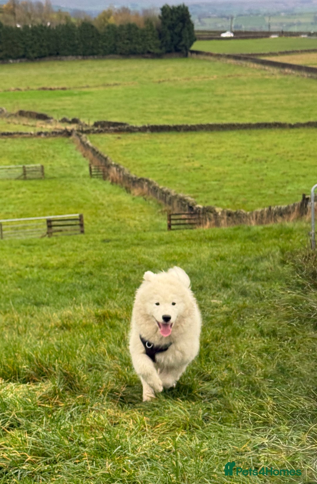 Samoyed dogs for sale: Stunning Samoyed Boy  - Image 4