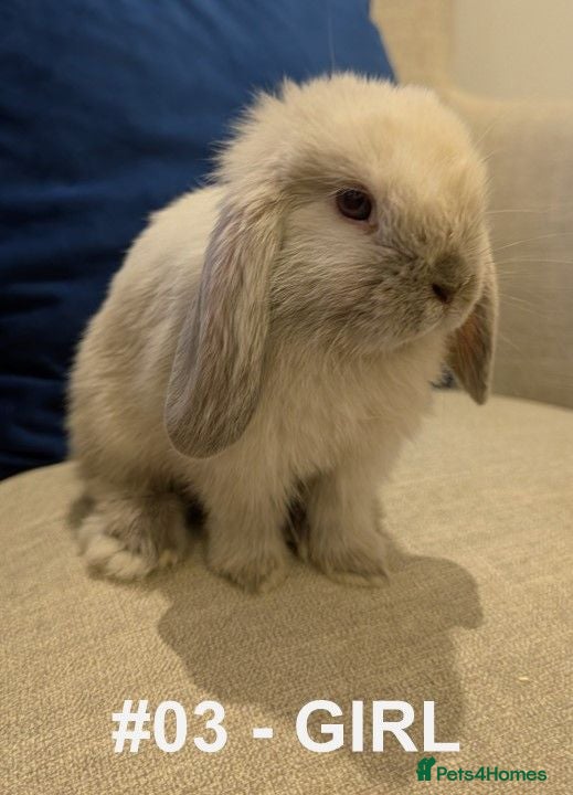 Mini Lop rabbits Exceptional Mini-Lops. Collect: Sun 16th August - Advert 2