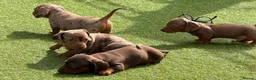 Dachshund dogs for sale: Beautiful, loving, Daschound babies - Advert 8