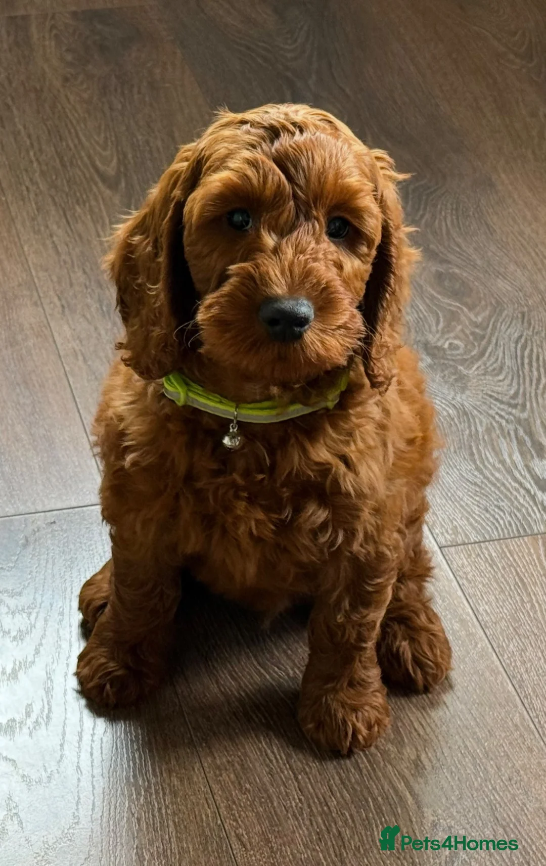 Irish Doodle dogs for sale: 🐾 Irish doodles 🐾 1 boy left  - Advert 2