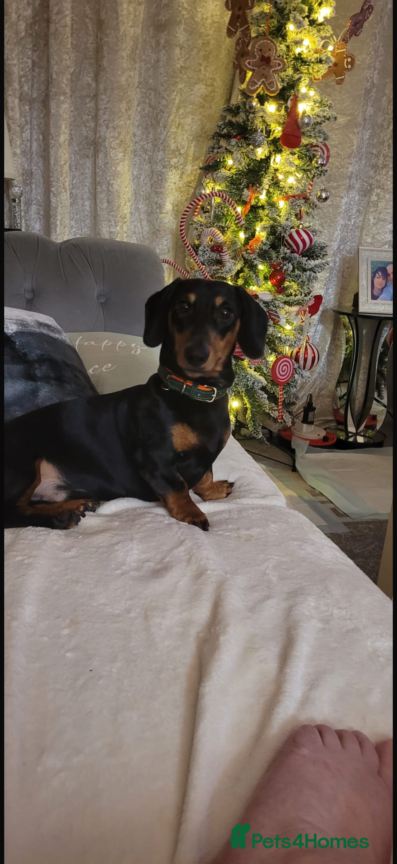 Dachshund dogs Rome the dashound  - Advert 1