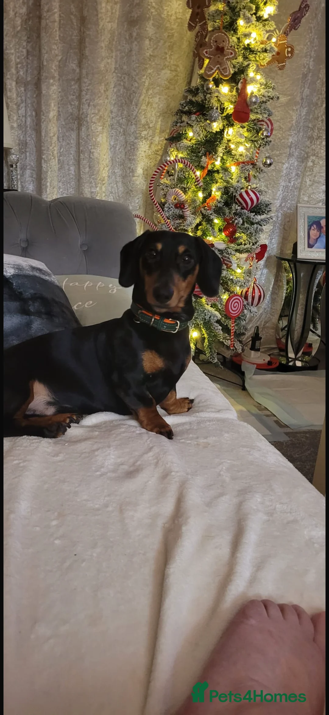 Dachshund dogs for sale: Rome the dashound  in Bordon - Advert 1