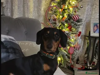 Dachshund dogs Rome the dashound - Advert 1