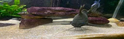 Cichlids fish for sale: Tanganyika Cichlids +Malawi Hap. in Salisbury - Advert 3