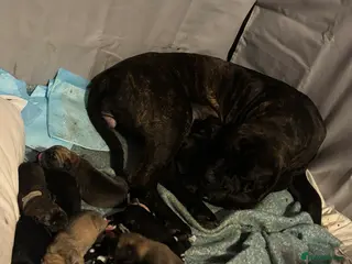 Mixed Breed dogs 10 beautiful puppies canecorso X huskyakita - Advert 1