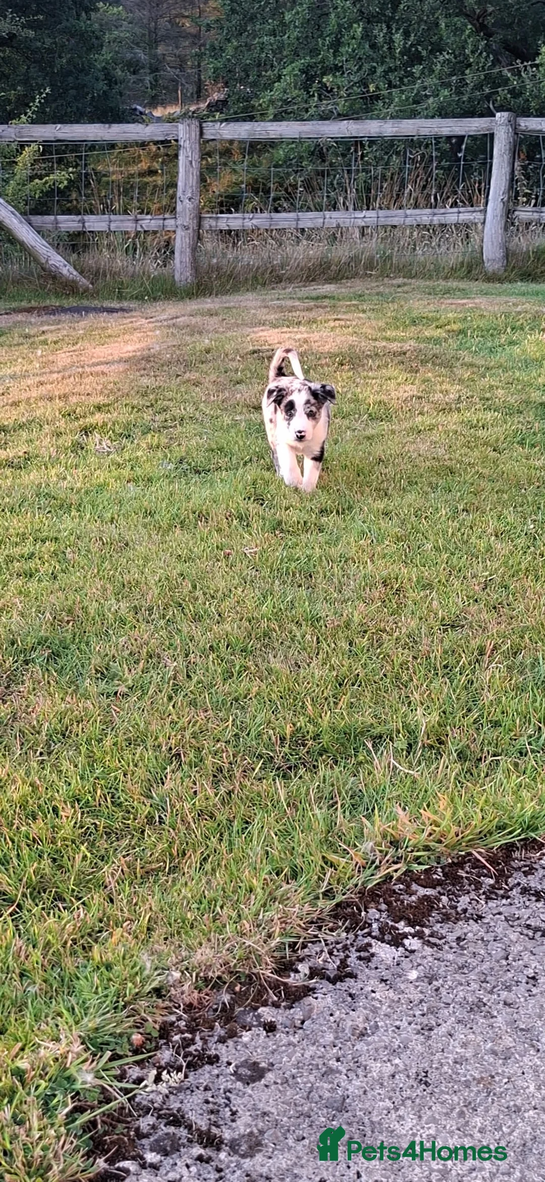Border Collie dogs for sale: 4 gorgeous collie pups in Brecon - Advert 8
