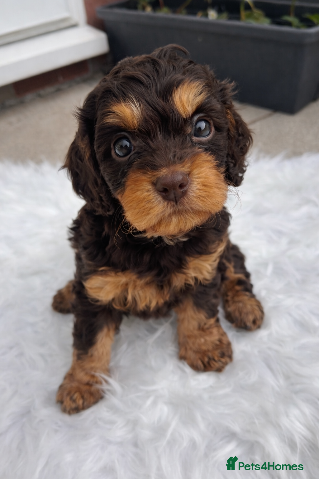 Cavapoo dogs for sale: ⭐️ ⭐️ 1 Rare Choc & Tan Female left! ⭐️ - Advert 1