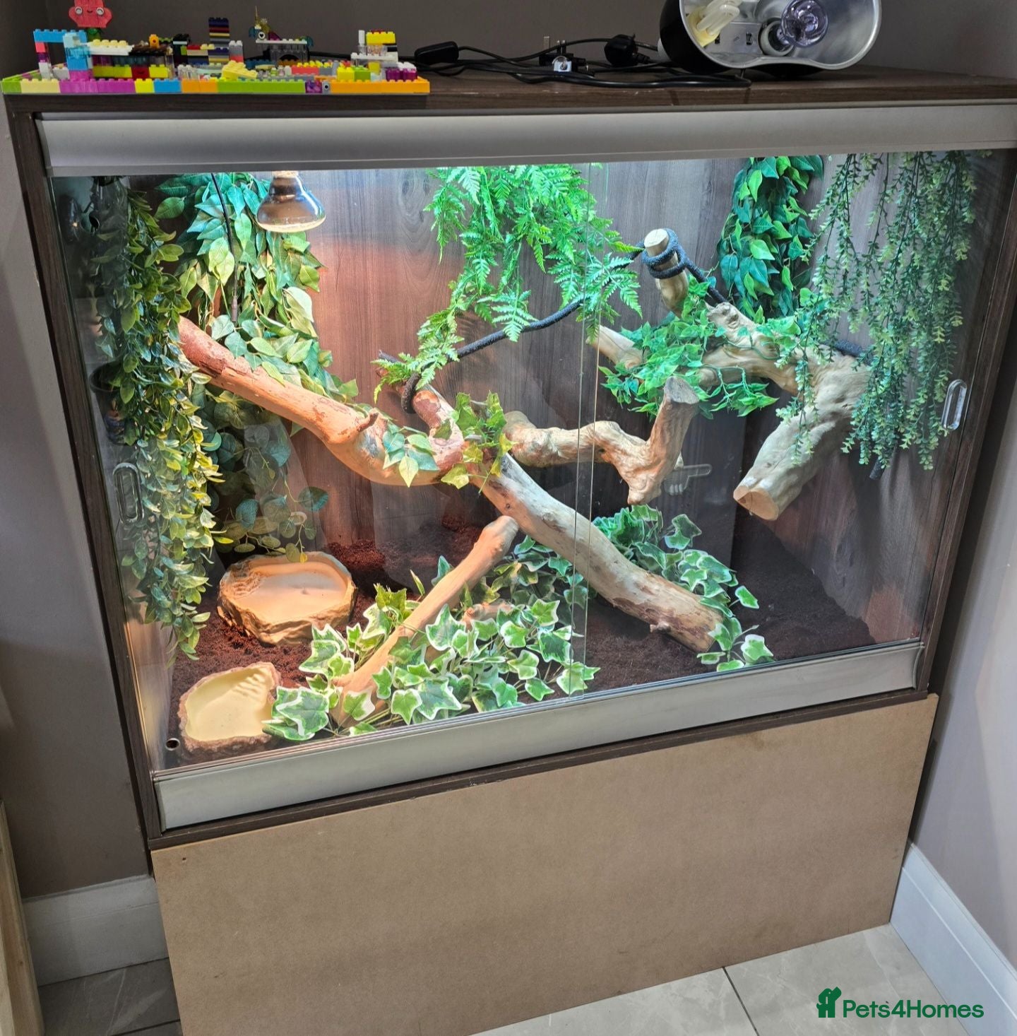 Dragon reptiles Male Chinese water dragon - Advert 3