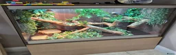 Dragon reptiles for sale: Male Chinese water dragon - Advert 1