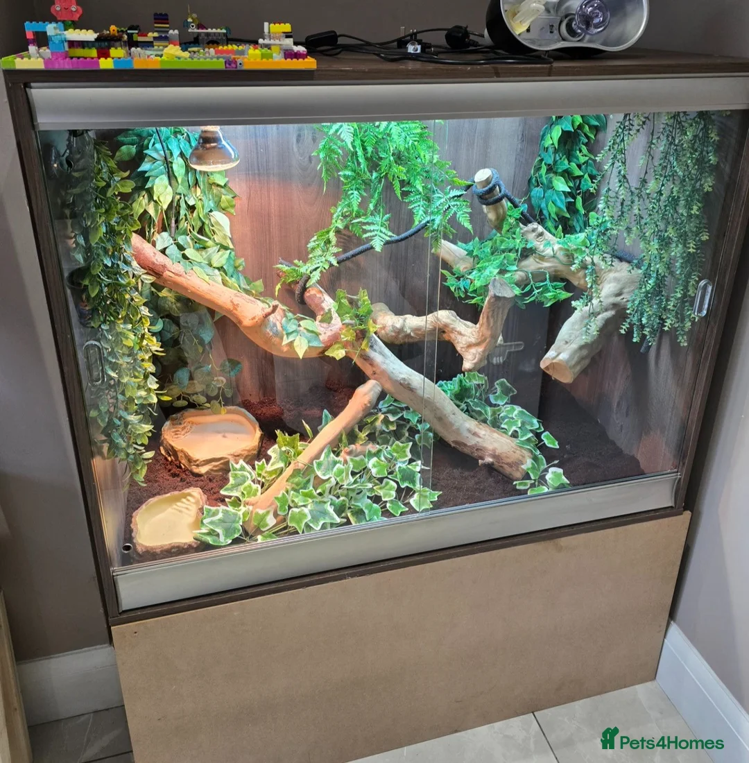 Dragon reptiles for sale: Male Chinese water dragon - Advert 1