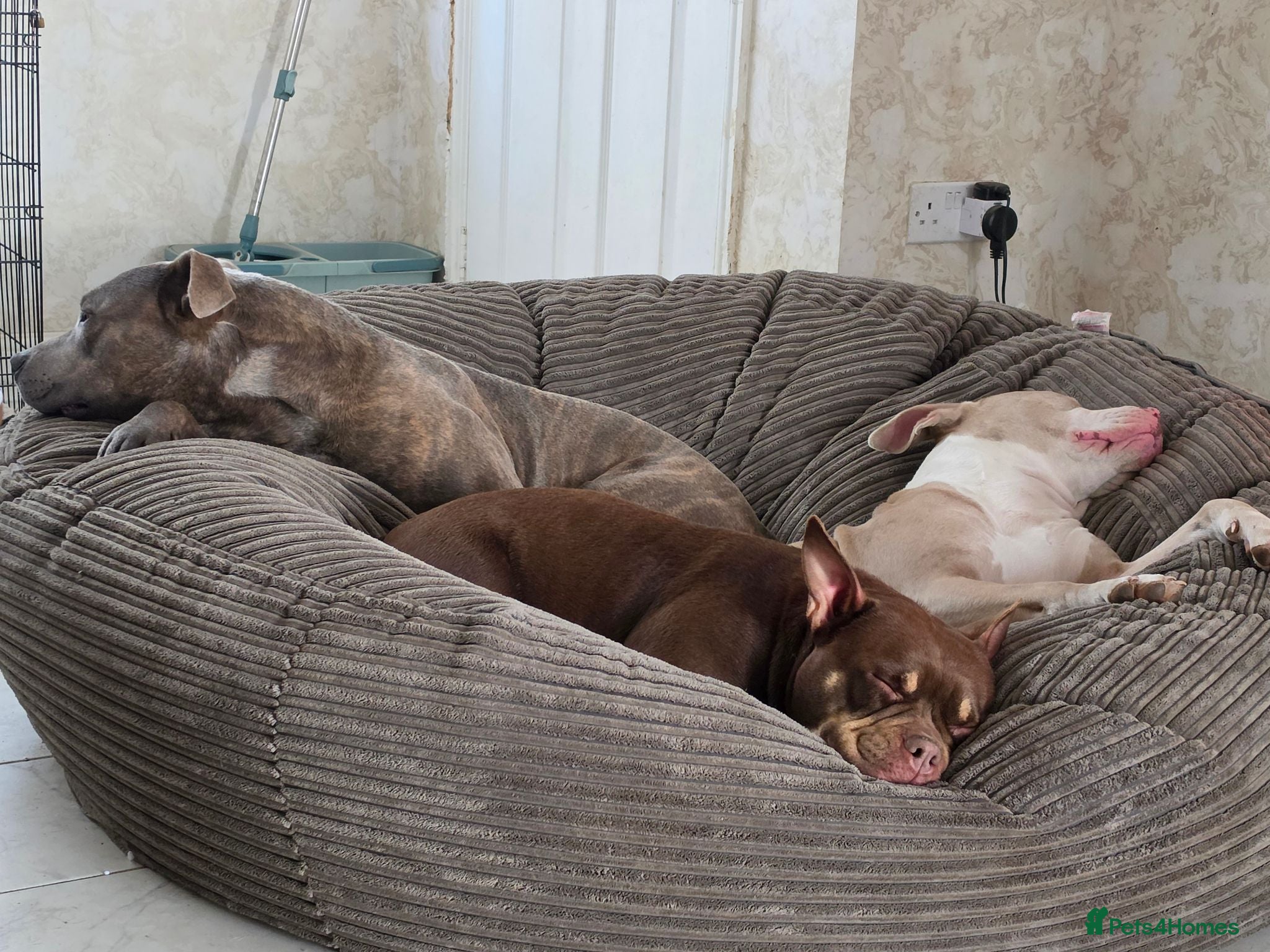Mixed Breed dogs Staffy x - Advert 5