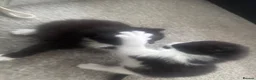 British Longhair cats for sale: 3 British Longhair Tuxedo Kittens Black and White - Advert 2