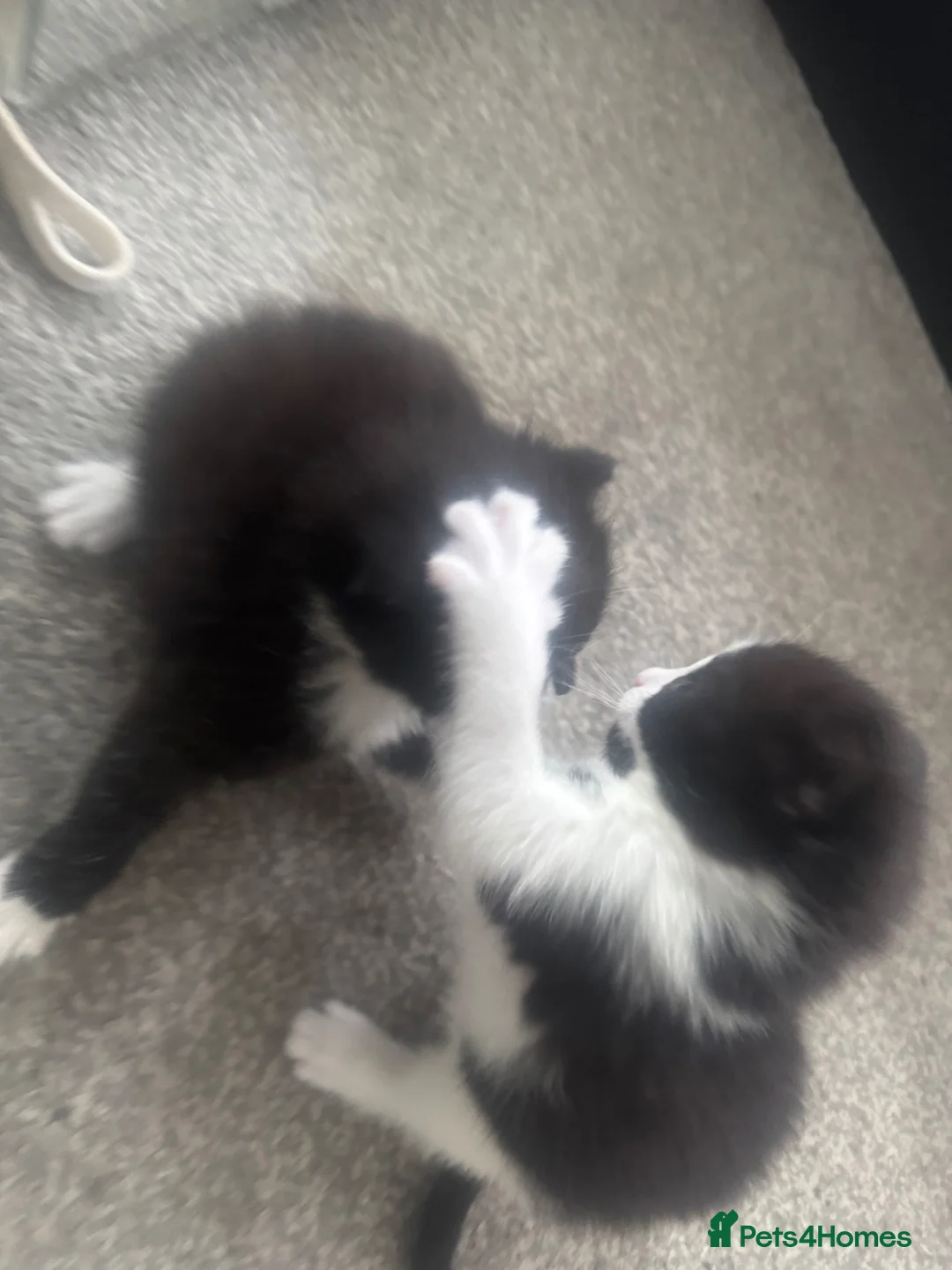 British Longhair cats for sale: 3 British Longhair Tuxedo Kittens Black and White - Advert 2