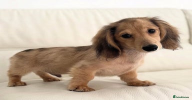 Miniature Dachshund dogs - Advert 5