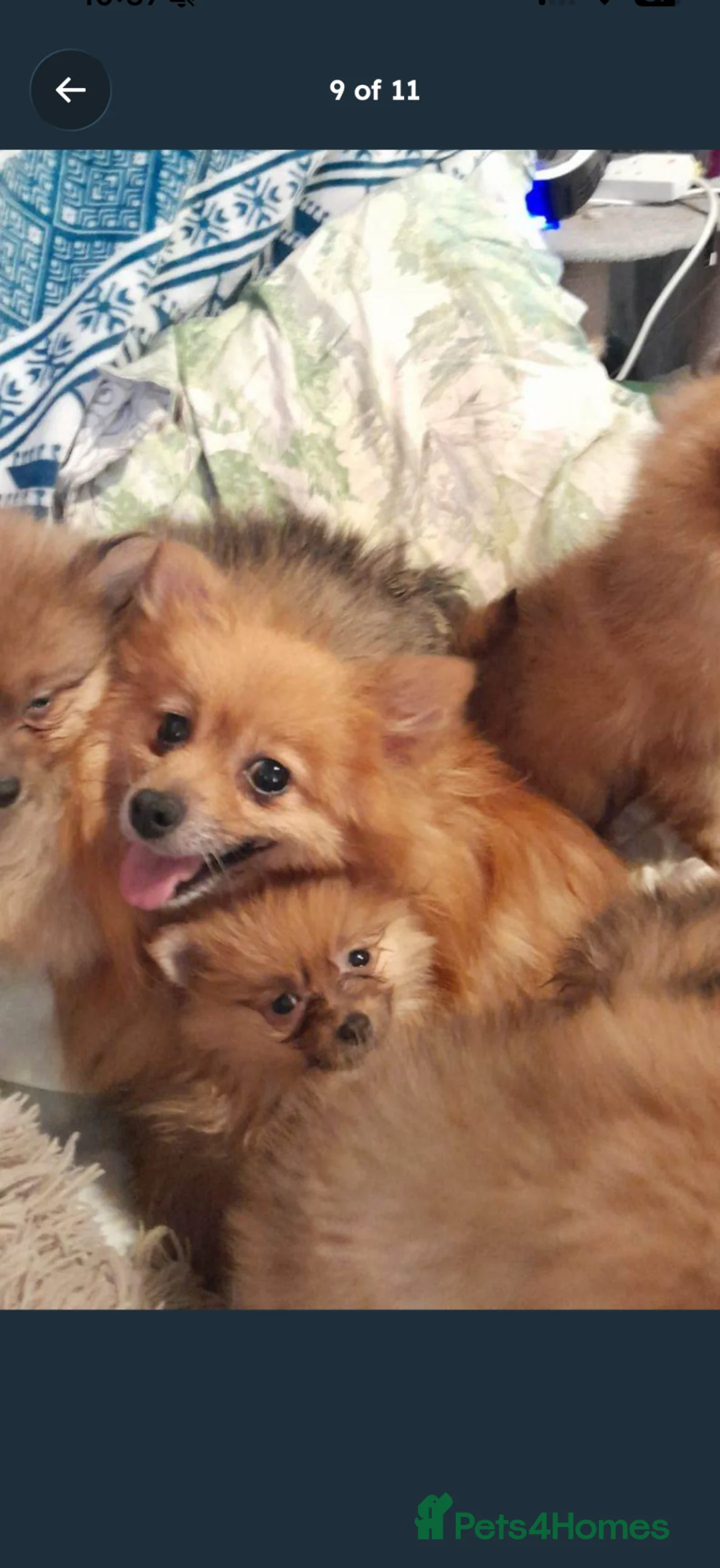 Pomeranian dogs for sale: Beautiful girl miniature Pomeranian in Orpington - Advert 5