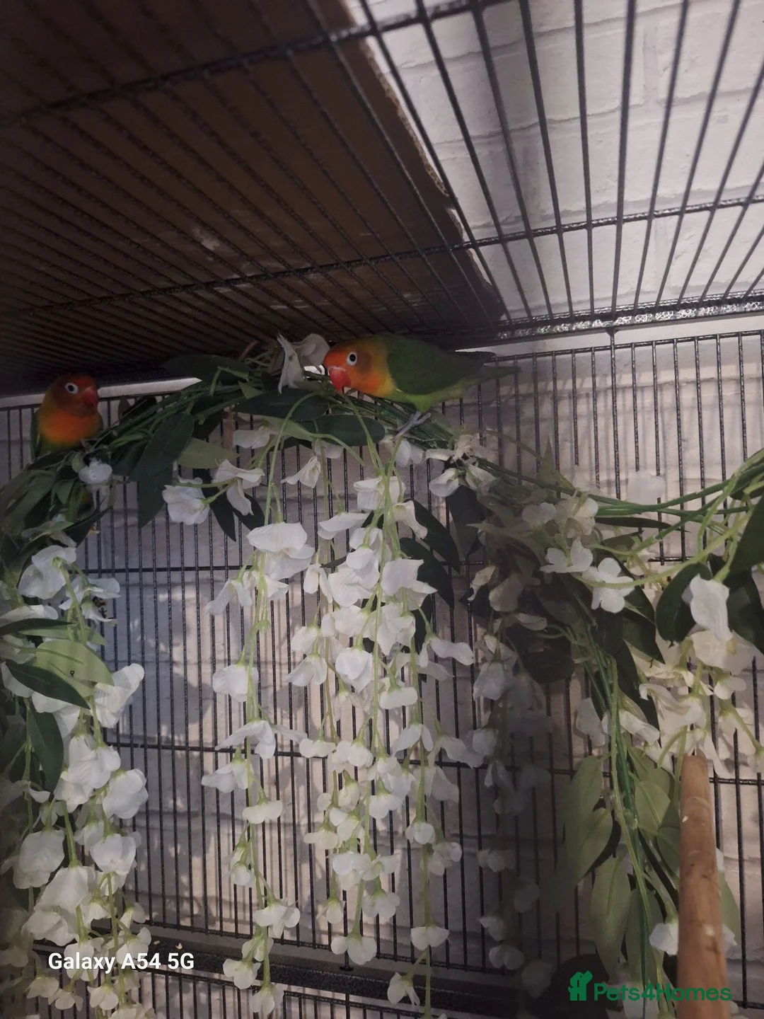 Lovebirds birds for sale: Lovebird breeding pair for sale in Basildon - Advert 5