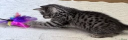 British Shorthair cats for sale: Silver Spotted British Shorthair Kittens - Advert 28