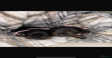 Miniature Schnauzer dogs - Advert 2