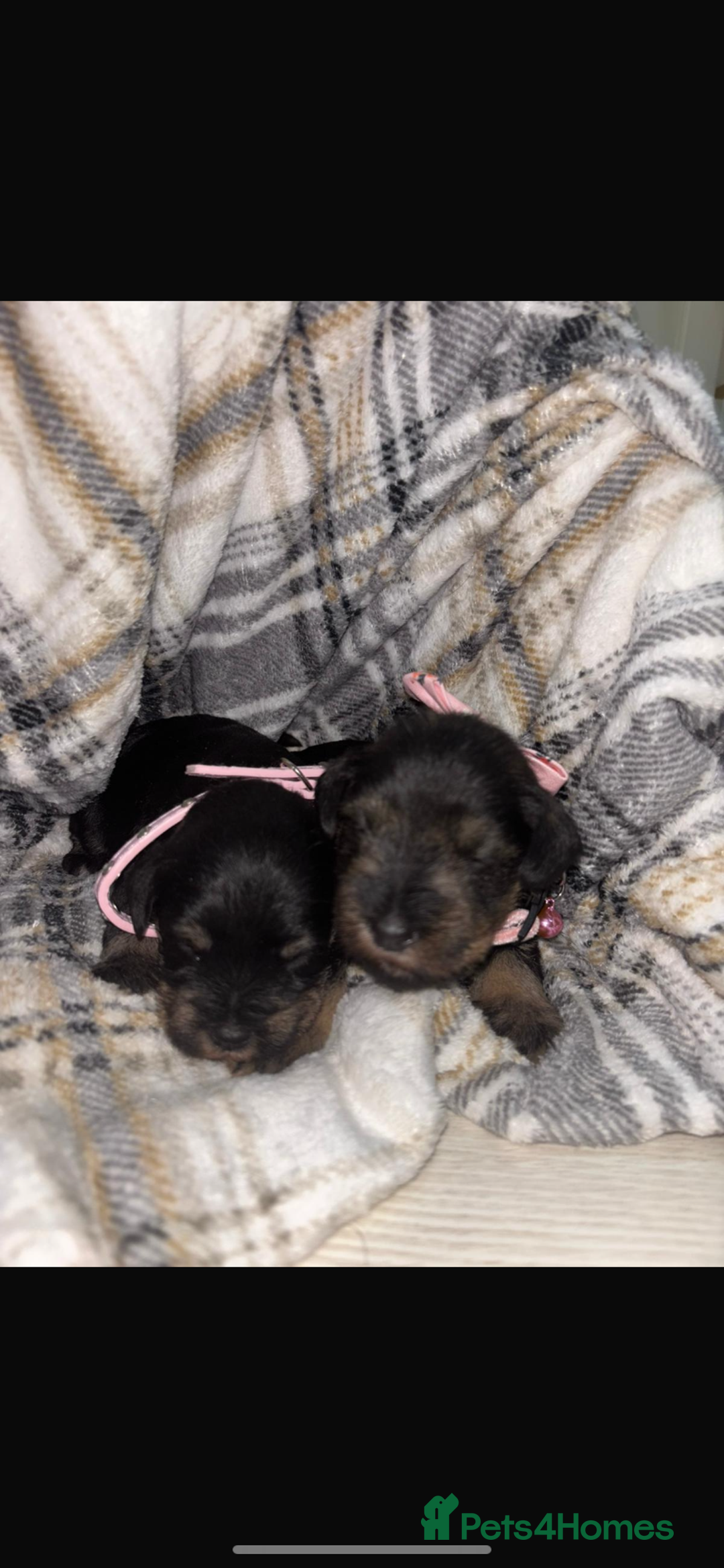 Miniature Schnauzer dogs for sale: 8 beautiful kc registered miniature schnauzer pups - Image 3