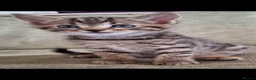 Bengal cats for sale: Bengal X in Rossendale - Advert 9
