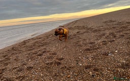 Staffordshire Bull Terrier dogs for sale: Red Staffordshire bull terrier puppies ❤️🐾 - Image 6