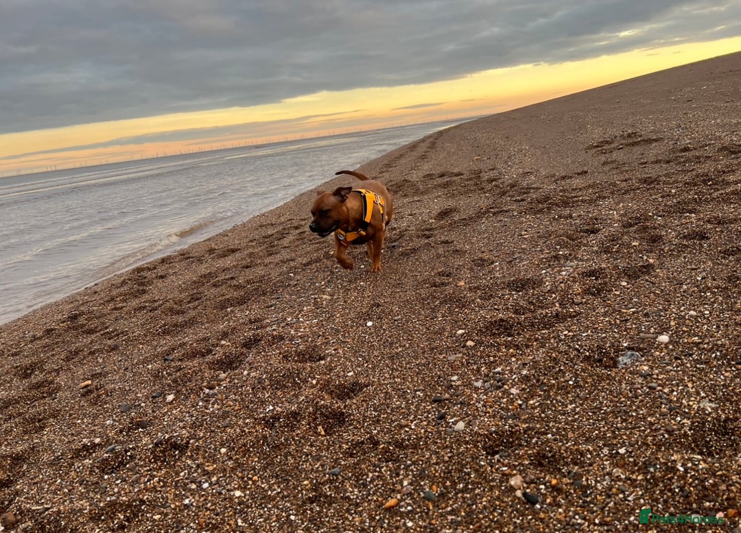 Staffordshire Bull Terrier dogs for sale: Red Staffordshire bull terrier puppies ❤️🐾 - Image 6