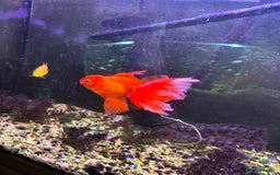 Fancy Goldfish fish for sale: Stocked cold water tank - Image 6
