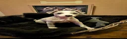 Whippet dogs for sale: Exquisite litter of whippet puppies  in Ormskirk - Advert 4